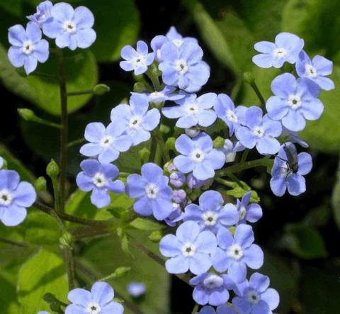 Brunnera macrophylla