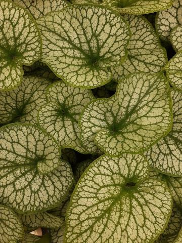 Brunnera macrophylla 'Alexander's Great'