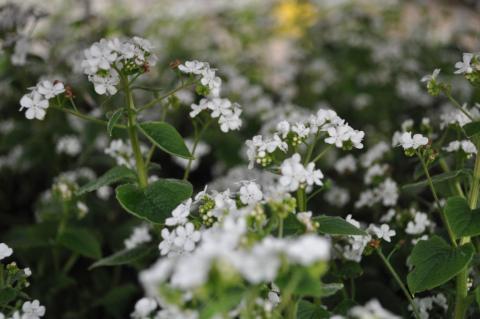 Brunnera macrophylla 'Betty Bowring'