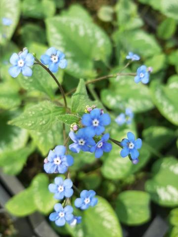 Brunnera macrophylla 'Emerald Mist'