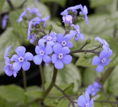 Brunnera macrophylla 'Jack Frost'