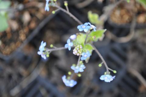 Brunnera macrophylla 'Looking Glass' (PBR)