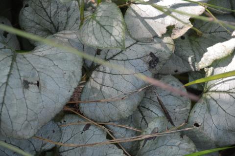 Brunnera macrophylla 'Looking Glass' (PBR)