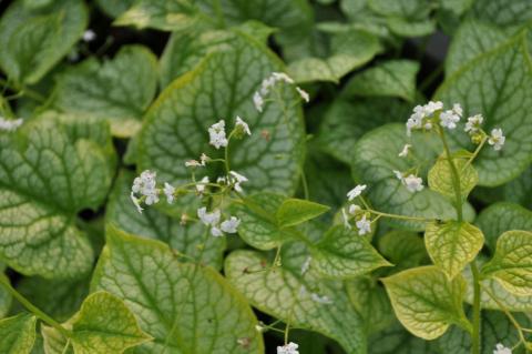 Brunnera macrophylla 'Mr. Morse' ®