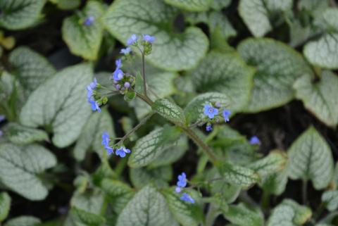Brunnera macr. 'Sea Heart' ®