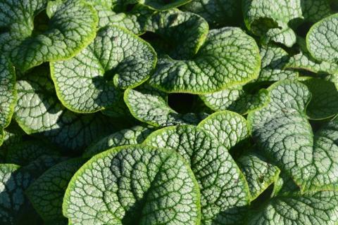 Brunnera macr. 'Sea Heart' ®