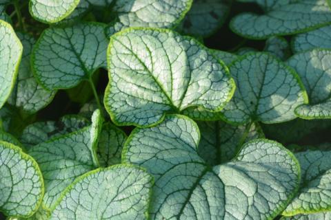Brunnera macr. 'Silver Heart' ®