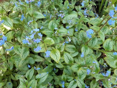 Brunnera macr. 'Silver Heart' ®