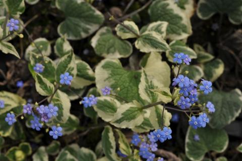 Brunnera macrophylla 'Variegata'