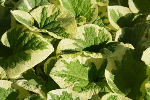 Brunnera macrophylla 'Variegata'