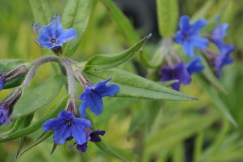 Buglossoides purpurocaerulea