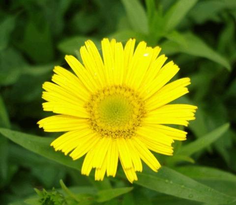 Buphthalmum salicifolium