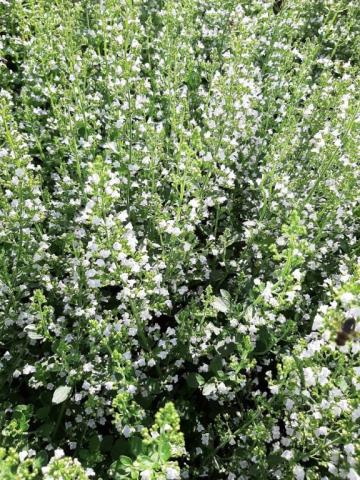 Calamintha nepeta nepeta