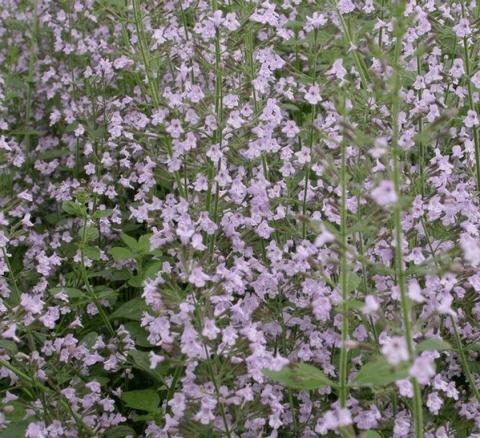 Calamintha nepeta 'Blue Cloud'