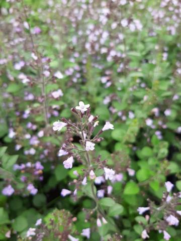 Calamintha nepeta 'Lila Riese'