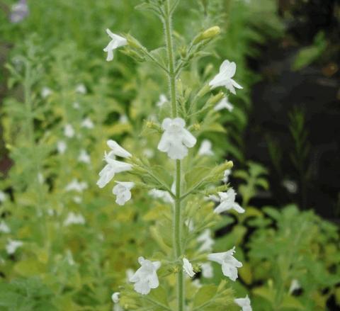 Calamintha nepeta 'White Cloud'