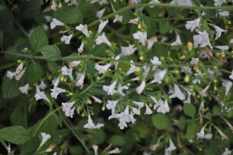 Calamintha nepeta 'Weisser Riese'