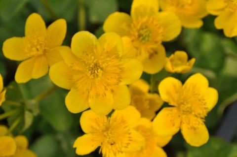 Caltha palustris