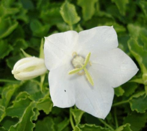 Campanula carpatica 'Weisse Clips'