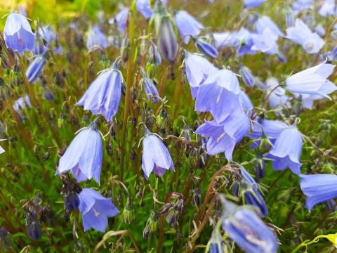 Campanula cochlearifolia 'Bavaria Blue'