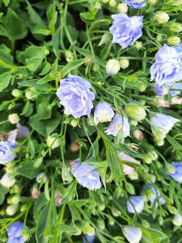 Campanula cochlearifolia 'Blaue Taube'