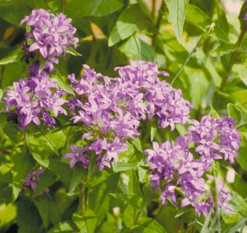 Campanula glomerata 'Acaulis'