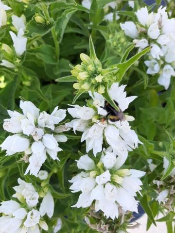 Campanula glomerata 'Alba'