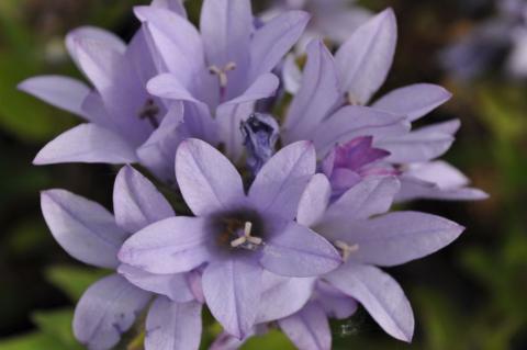 Campanula glomerata 'Caroline'