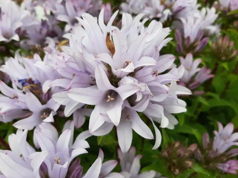 Campanula glomerata 'Emerald'