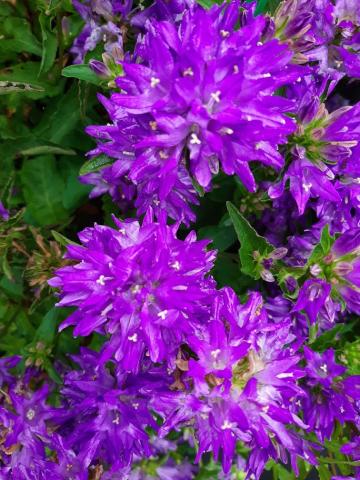 Campanula glomerata 'Freya'