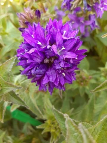 Campanula glomerata 'Speciosa'