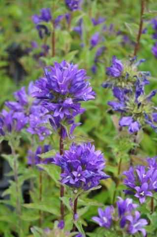 Campanula glomerata 'Superba'