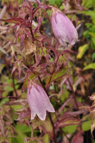 Campanula hybride 'Elisabeth'