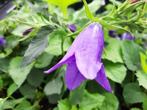 Campanula hybride 'Kent Belle'