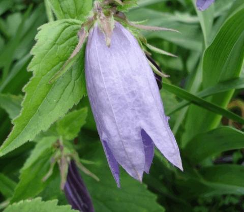 Campanula hybride 'Sarastro'