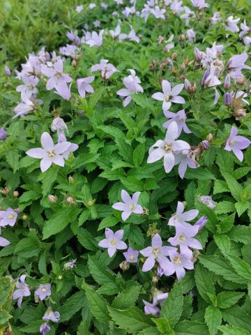 Campanula lactiflora 'Senior'