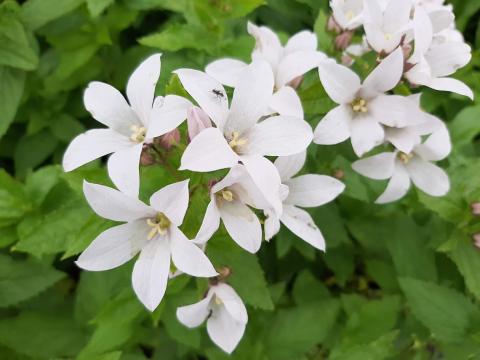 Campanula lactiflora 'Alba'