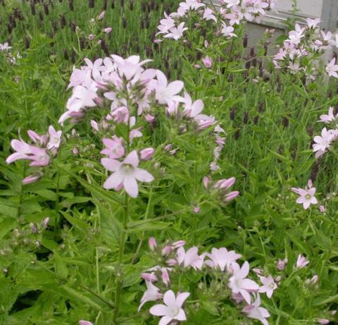 Campanula lactiflora 'Loddon Anna'