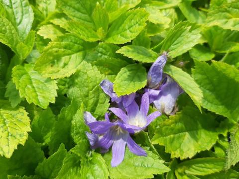 Campanula lactiflora 'Pouffe'