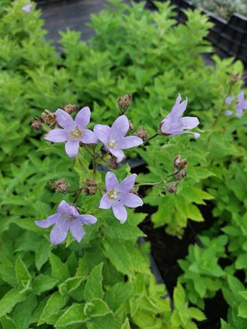 Campanula lactiflora 'Prichard's Variety'