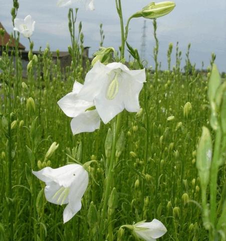 Campanula persicifolia 'Grandifl. Alba'