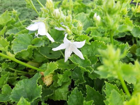 Campanula poscharskyana 'Nana Alba'