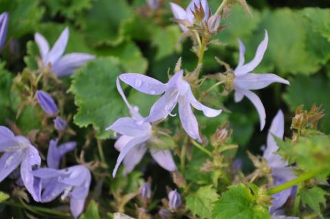 Campanula poscharskyana 'Blauranke'