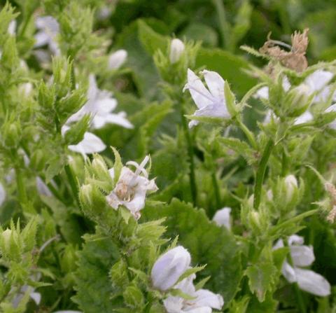 Campanula poscharskyana 'E.H. Frost'