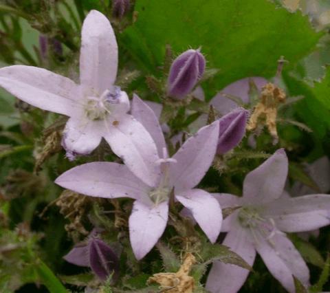 Campanula poscharskyana 'Lisduggan Var.'