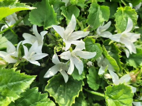 Campanula poscharskyana 'Silberregen'