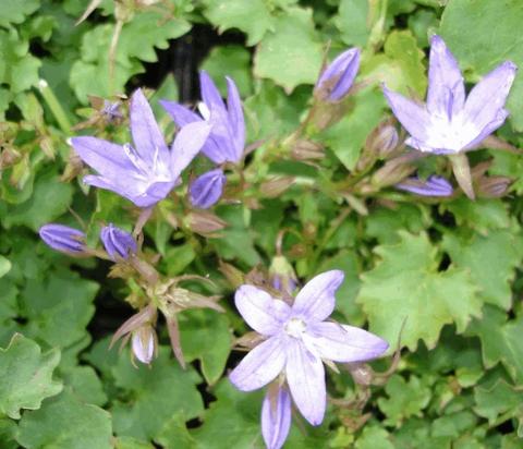 Campanula poscharskyana 'Stella'