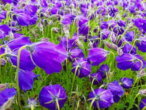 Campanula pulloides 'GF Wilson'