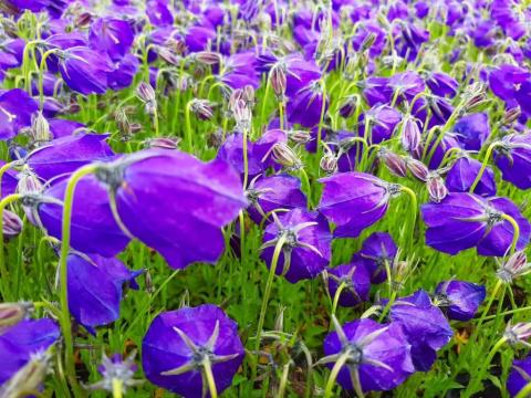 Campanula pulloides 'GF Wilson'