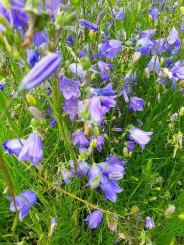 Campanula rotundifolia 'Olympica'